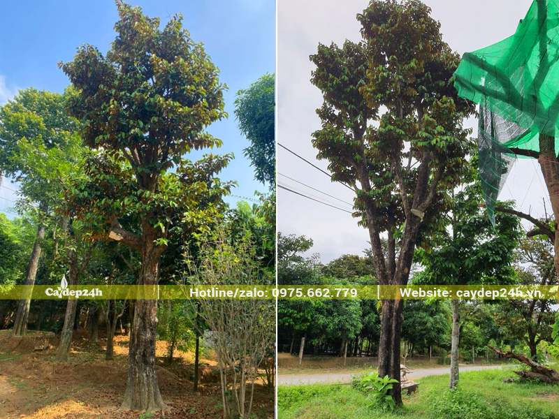 Vú sữa cổ thụ vanh 130cm, chiều cao 5 - 7m