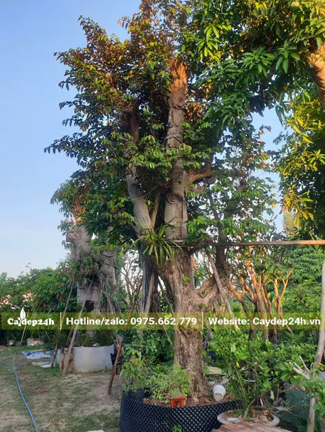 Vú Sữa công trình lâu năm dưỡng trong bầu nổi
