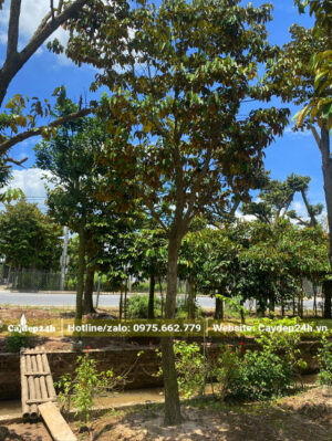 Cây Vú Sữa trưởng thành dưỡng tại nhà vườn