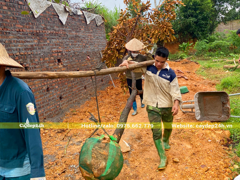 Công nhân đang khiêng một cây vú sữa công trình đường kính 18cm vào hố trồng