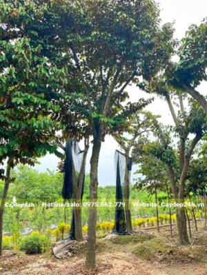Cây dưỡng trong mô đất cao, đường kính gốc đạt 15cm