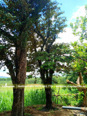 Vườn dâm ủ Vú Sữa cổ thụ, kích thước lớn