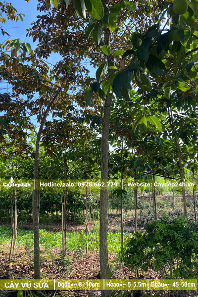 Vườn nuôi trồng cây vú sữa công trình đường kính gốc gần 10cm