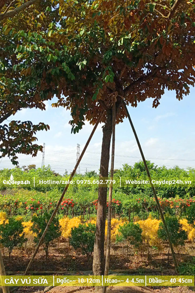 Dâm ủ và chống cọc cây vú sữa đường kính gốc 12cm trở lên