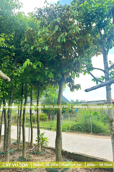 Cây vú sữa dâm ủ, đường kính gốc 18cm