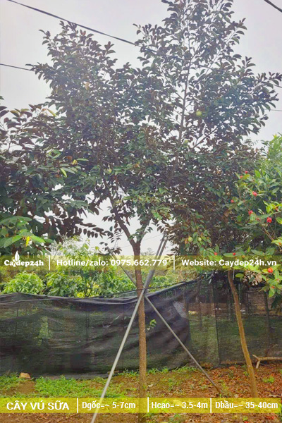 Cây trồng từ bé tại vườn, đường kính gốc 5cm