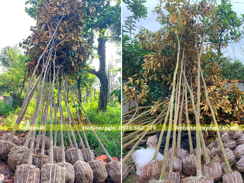 Cây mới bứng, đường kính gốc 2 - 3cm, bầu được quấn lưới chắc chắn