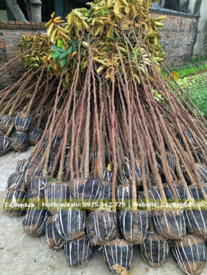 Vú Sữa giống cao khoảng 2m