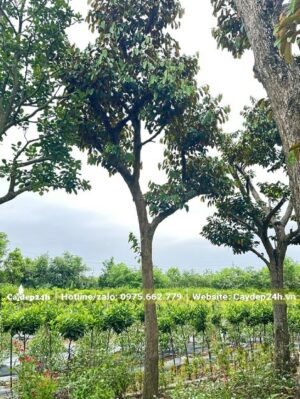 Đốn tỉa cành để cây Vú Sữa trẻ hóa bộ tán cho quả nhiều hơn