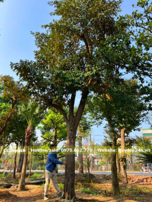 Hình ảnh thực tế cây vú sữa cổ thụ, đường kính gốc 40cm