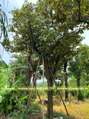 Vú Sữa lâu năm chiều cao khoảng 4m, tay cành đã tỉa gọn, nhìn cực kỳ đẹp