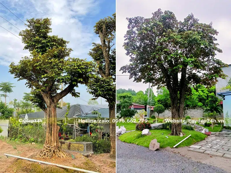 Vú Sữa cổ thụ thân cao, tán rộng trồng làm cây bóng mát trong sân vườn biệt thự