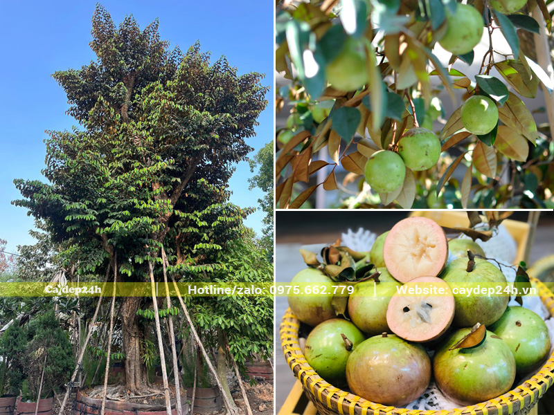 Hình dáng cây và quả vú sữa Lò Rèn