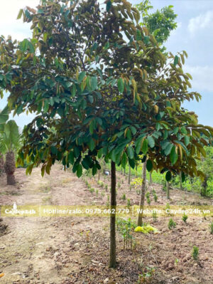 Cây nhỏ đường kính gốc 7 - 10cm