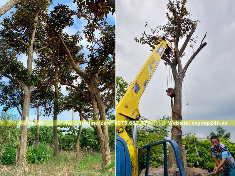 Bán cây vú sữa lâu năm chiều cao 5 - 6m, vanh gốc 90 - 100cm