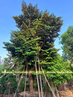 Cây vú sữa cổ thụ dưỡng trong bầu nổi