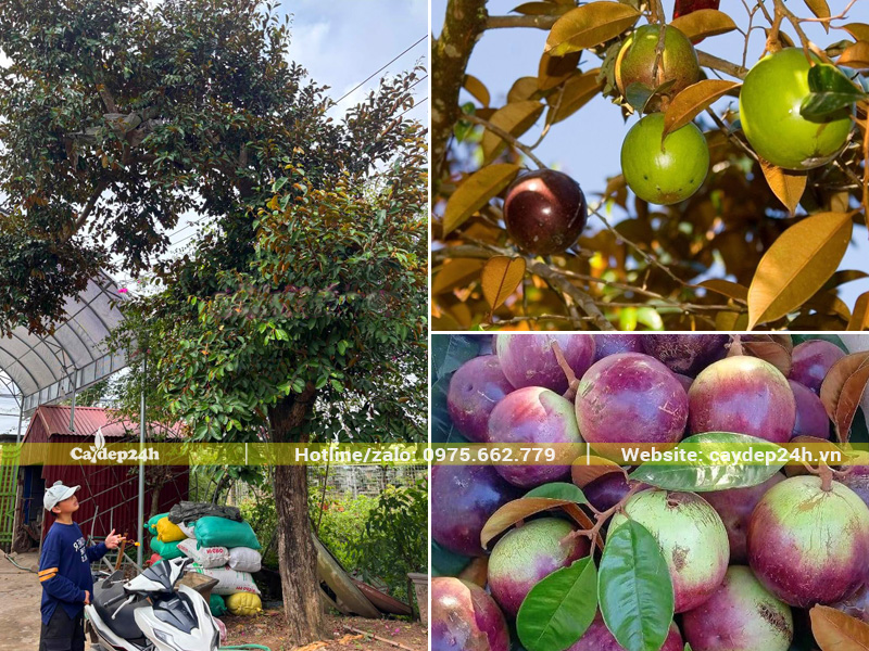 Vú sữa tím trồng trước cổng nhà