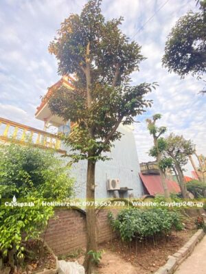 Thân cao thảng, tay cành đã tỉa đang ra cành lá mới, chiều cao của cây khoảng 5m