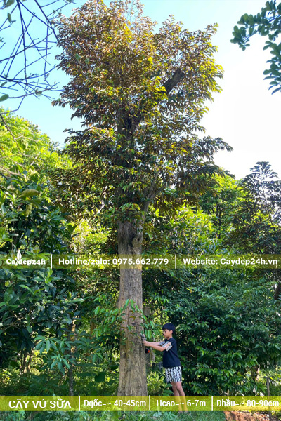 Cây vú sữa cổ thụ vanh gốc 130cm