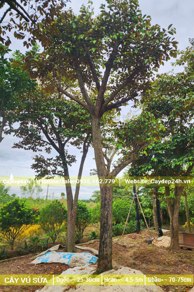 Cây vú sữa công trình vanh 85cm, tương đương đường kính gốc 28cm