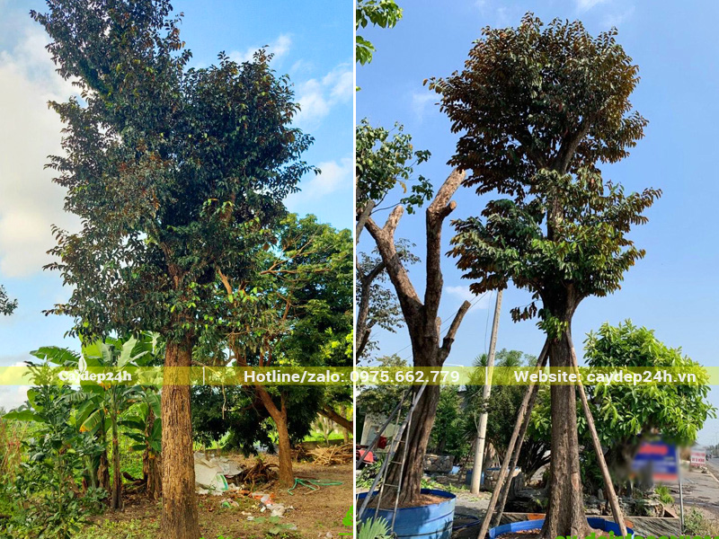 Cây vú sữa dưỡng ủ lâu năm, đường kính gốc 30 - 35cm