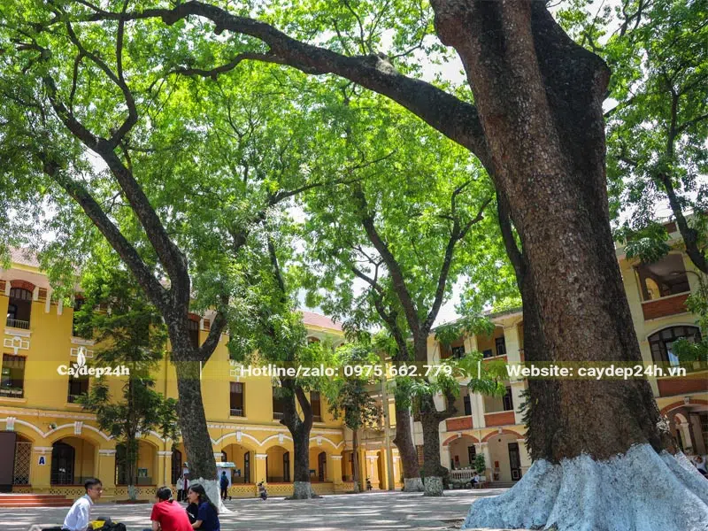 Cây Xà Cừ cổ thụ che bóng mát cho sân trường