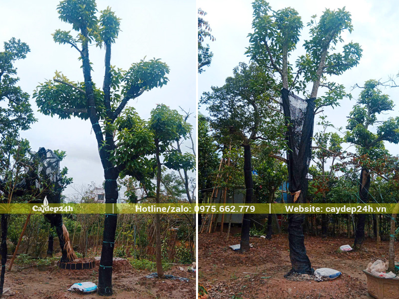 Thân cây được quấn lưới đen từ gốc lên đến gần ngọn, giúp giữ ẩm, tránh thoát hơi nước