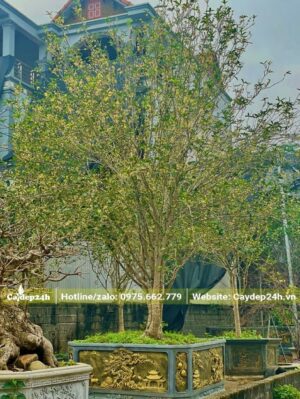 Chậu Mộc Hương cổ thụ đẹp giá trị khoảng vài chục triệu đồng