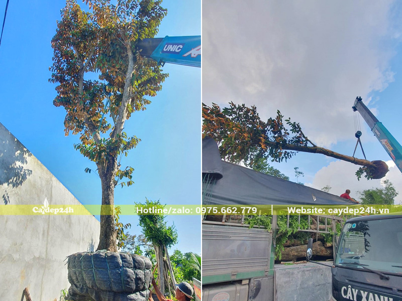 Cẩu cây vú sữa cổ thụ lên thùng xe đầu kéo