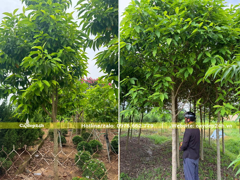 Vườn cây ngọc lan công trình tại Hưng Yên, cao hơn 3m, đường kính gốc hơn 10cm