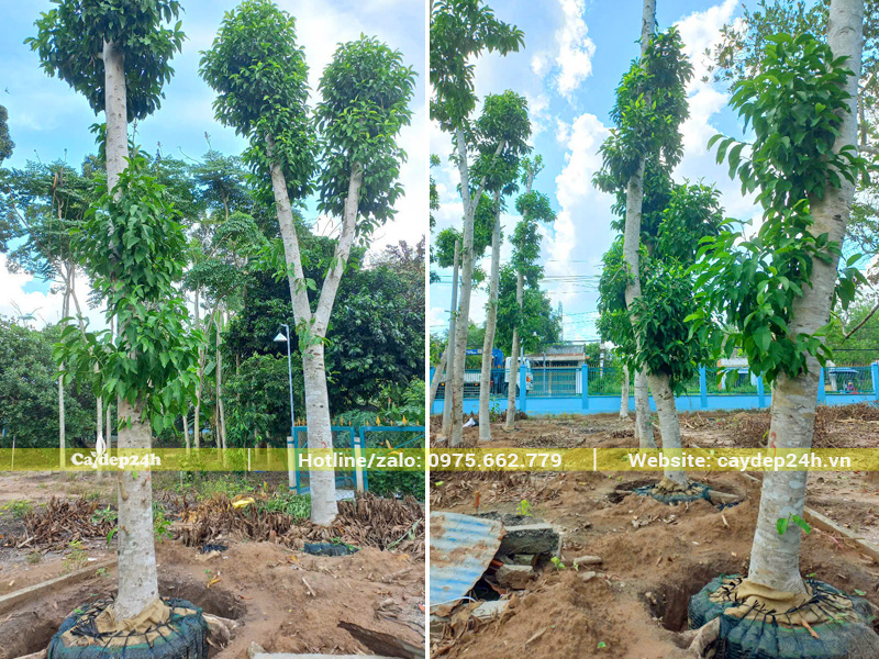 Vườn dưỡng hàng chục gốc cây hoa ngọc lan trắng đường kính từ 20 - 25cm