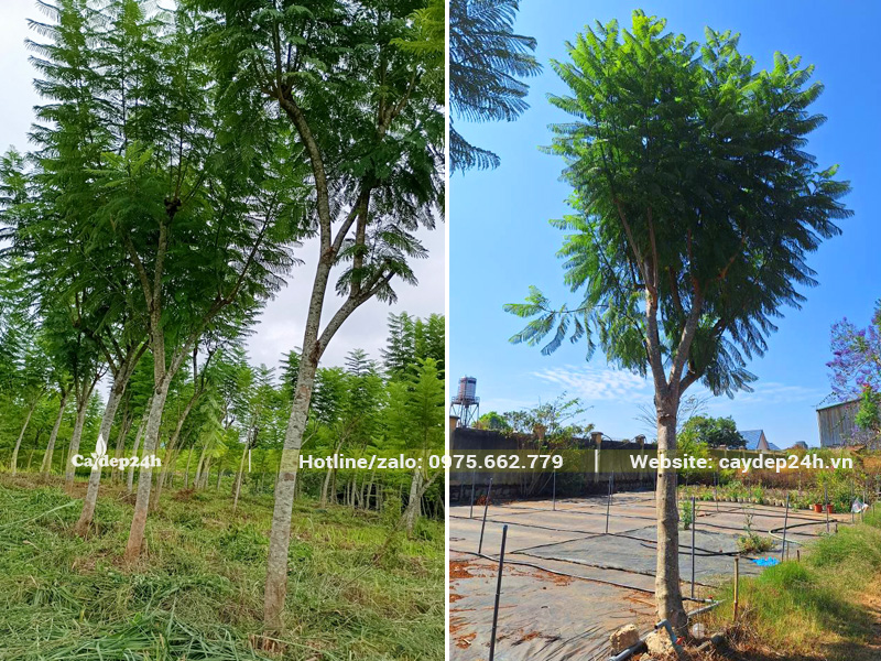 Vườn dưỡng ủ số lượng lớn cây phượng tím công trình, thoát thân cao 2m