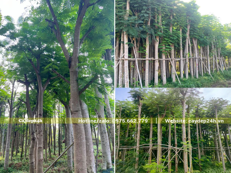 Vườn dưỡng ủ cả nghìn cây hoa phượng vĩ đỏ, đường kính gốc 15 - 20cm