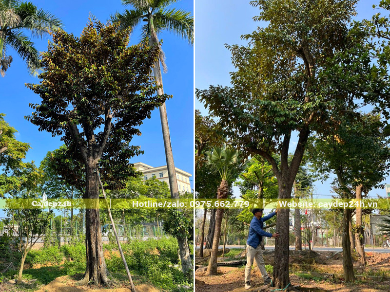 Cây vú sữa cổ thụ dâm ủ vanh gốc 120 - 130cm