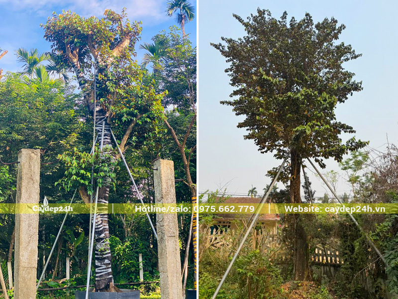 Cây lớn được chống cọc chắc chắn