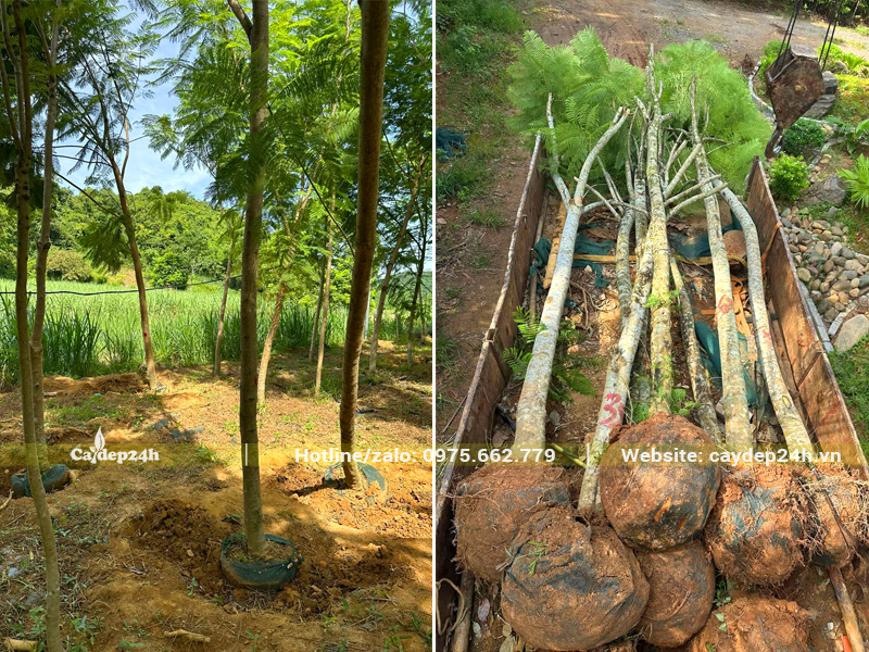 Vườn cây Phượng Tím dâm ủ đường kính 15cm tại Hà Nội