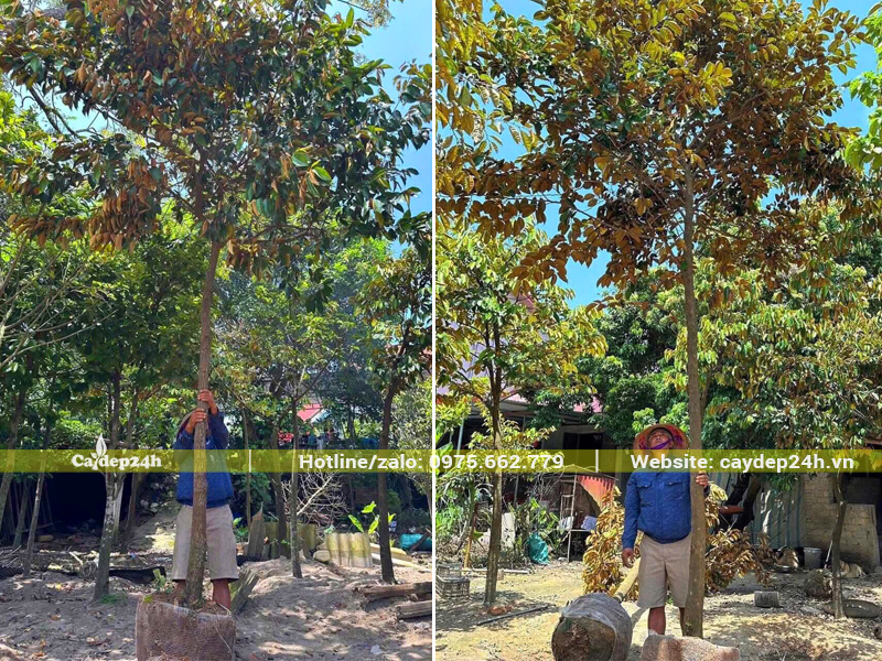 Cây vú sữa công trình đường kính gốc từ 15cm trở lên