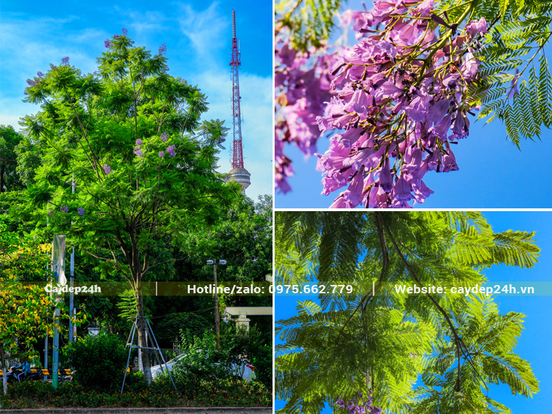 Hình dáng và màu sắc cây hoa phượng tím