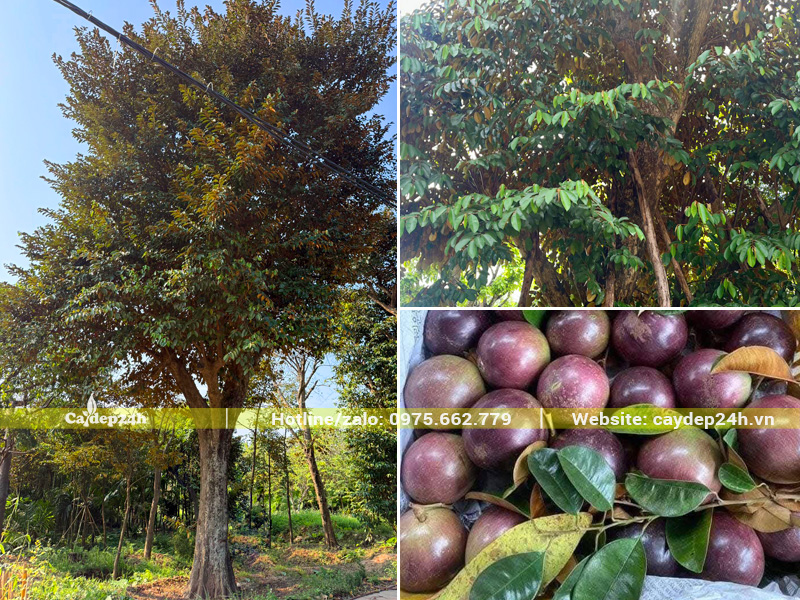 Cây vú sữa tím cổ thụ