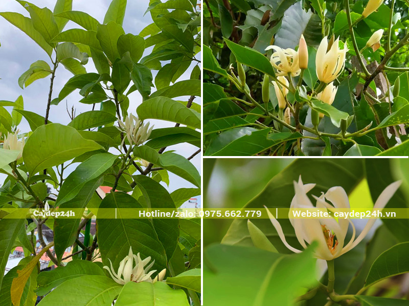 Hoa ngọc lan trắng bung nở đẹp, hương thơm lan tỏa xa