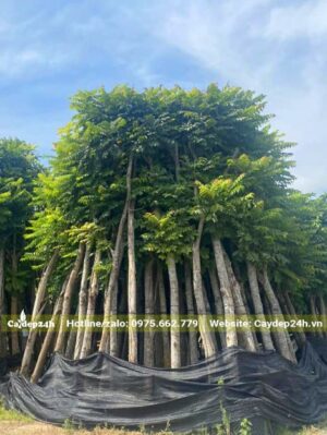 Dựng cây Lát Hoa đã dâm ủ thành đống lớn