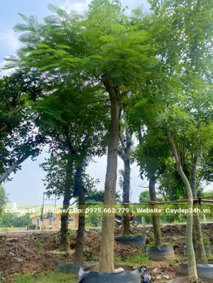 Phượng Vĩ dâm ủ cao 4m, vanh 60