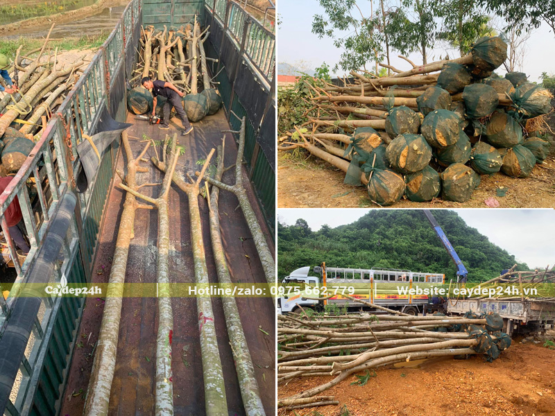 Hàng trăm cây phượng vĩ đường kính lớn tập kết tại vườn dâm ủ