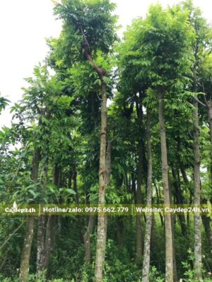 Sấu dưỡng ủ hơn 1 năm, chiều cao 5 - 6m