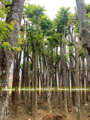 Chiều cao cây 4 - 5m, đường kính 5 - 10cm