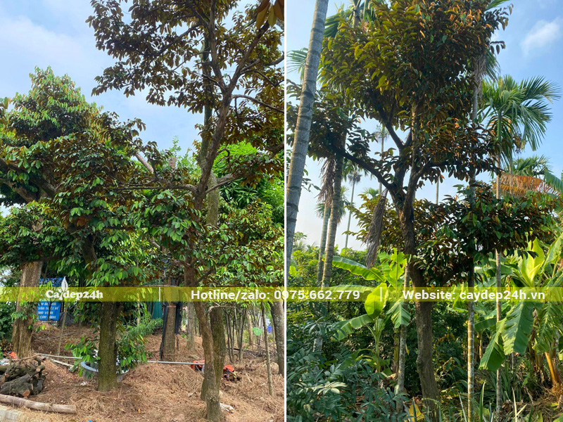 Cây vú sữa công trình dáng uốn lượn tự nhiên đẹp