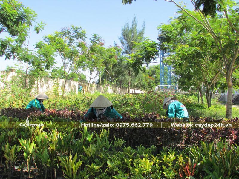 Coong nhân tiến hàng làm cỏ, tưới nước cho cây trồng khuôn viên khu đô thị