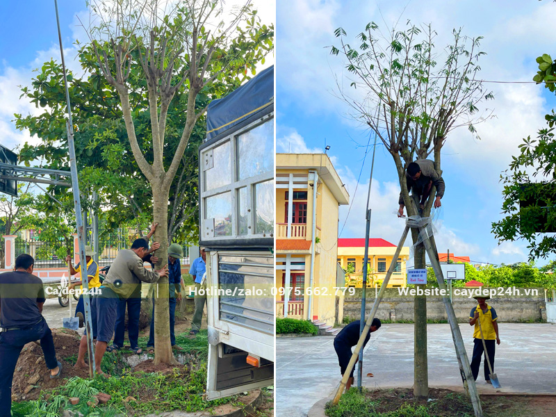 Vận chuyển và thi công trồng cây phượng vĩ cổ thụ