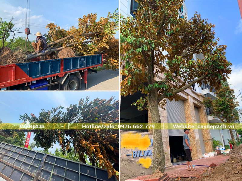 Cẩu hạ và thi công trồng cây vú sữa cổ thụ trước tòa nhà văn phòng