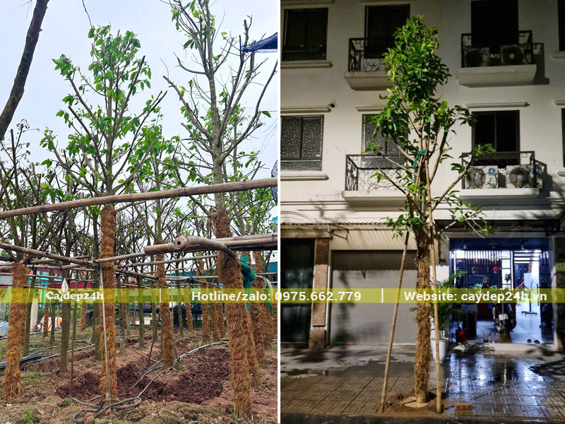 Cung cấp và trồng cây ngọc lan công trình cho khu đô thị